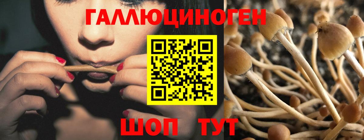 Галлюциногенные грибы Psilocybine cubensis  Вход с VPN  Нижний Новгород 